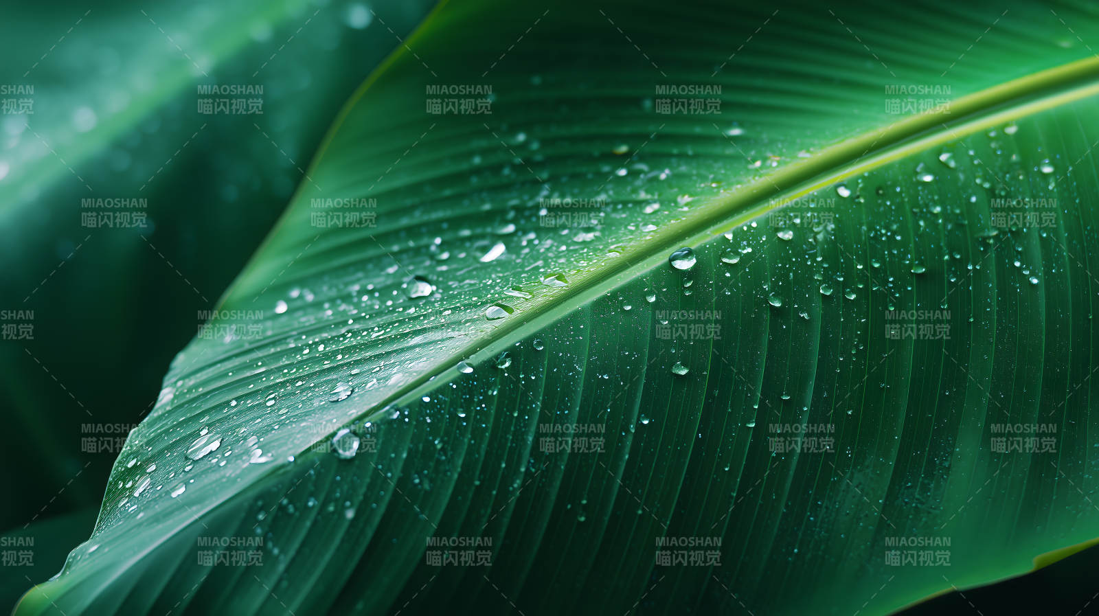 雨后芭蕉叶的晶莹剔透图片