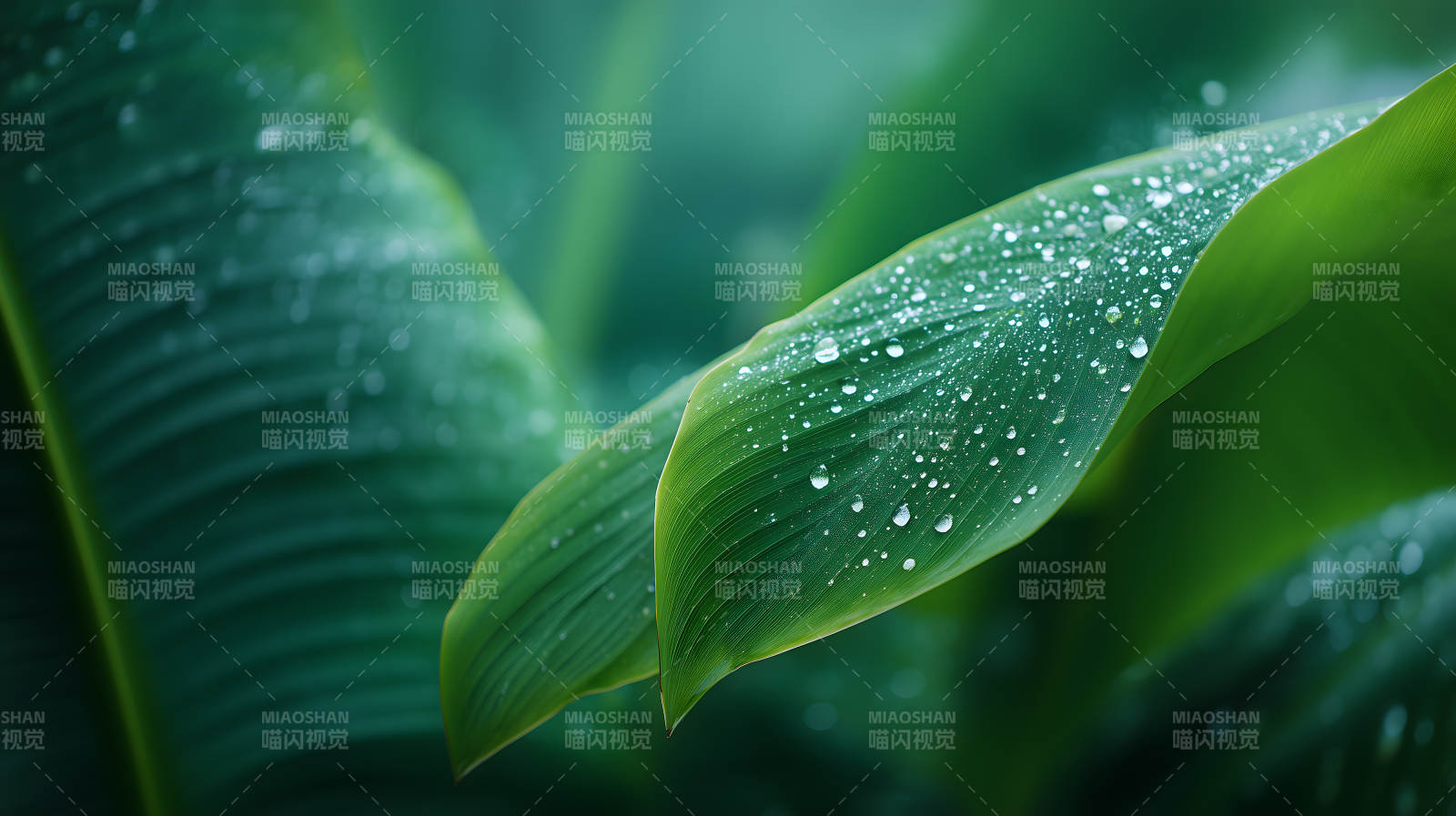 雨后翠绿的芭蕉叶图片