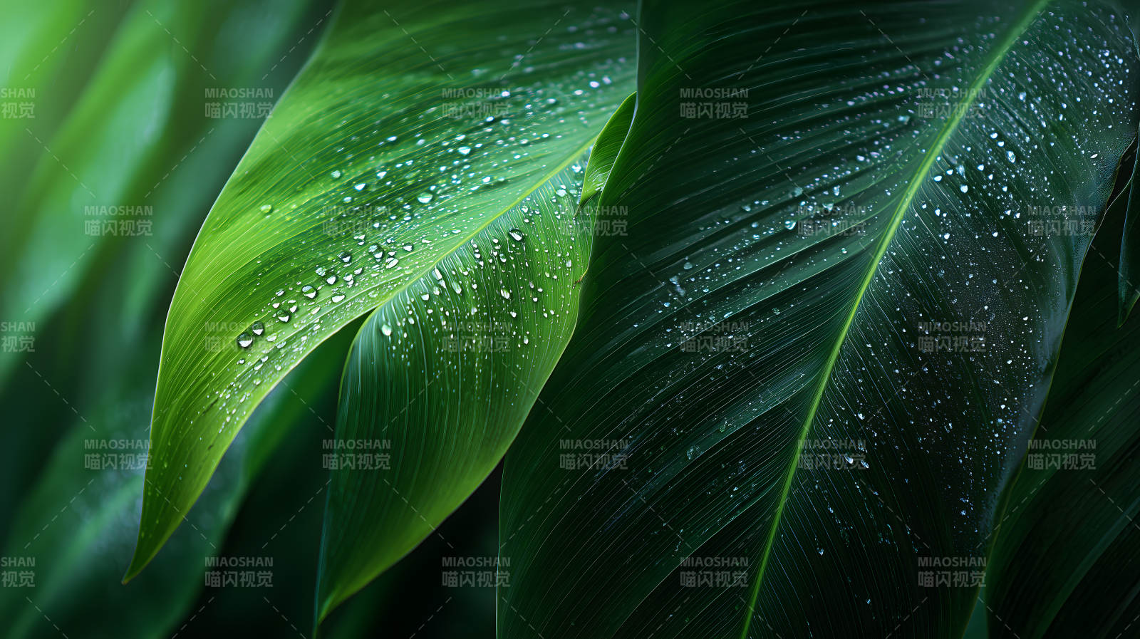 雨后绿叶的清新质感图片