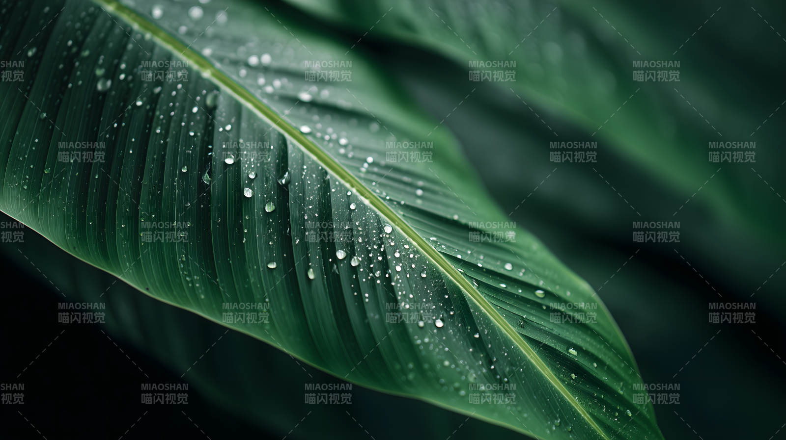 雨后绿叶上的水珠图片