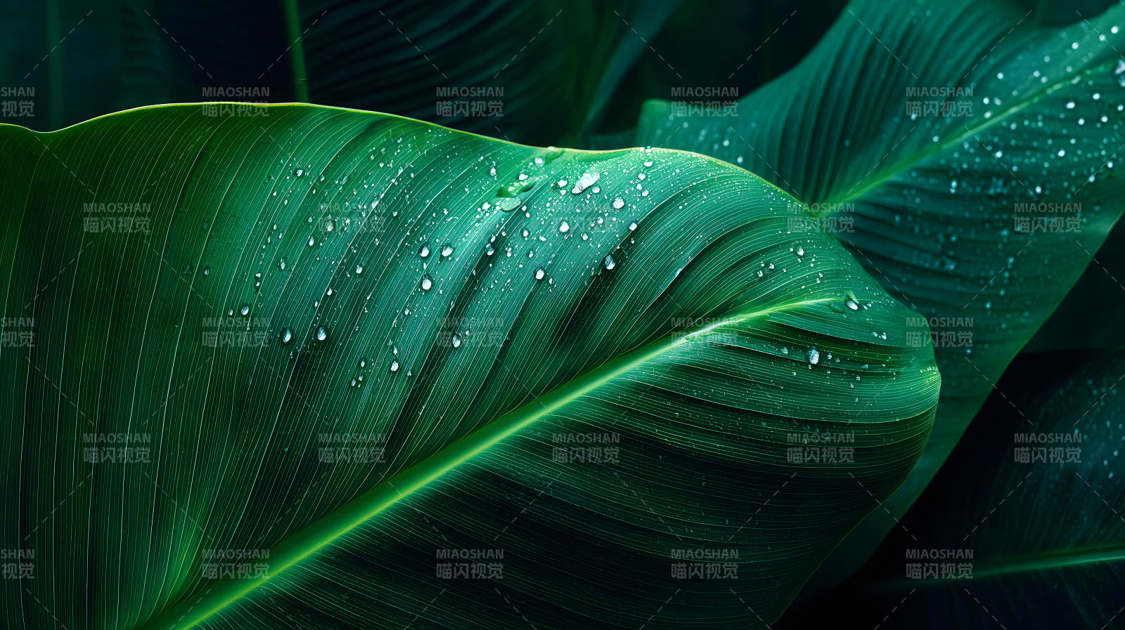 雨后翠绿的芭蕉叶图片