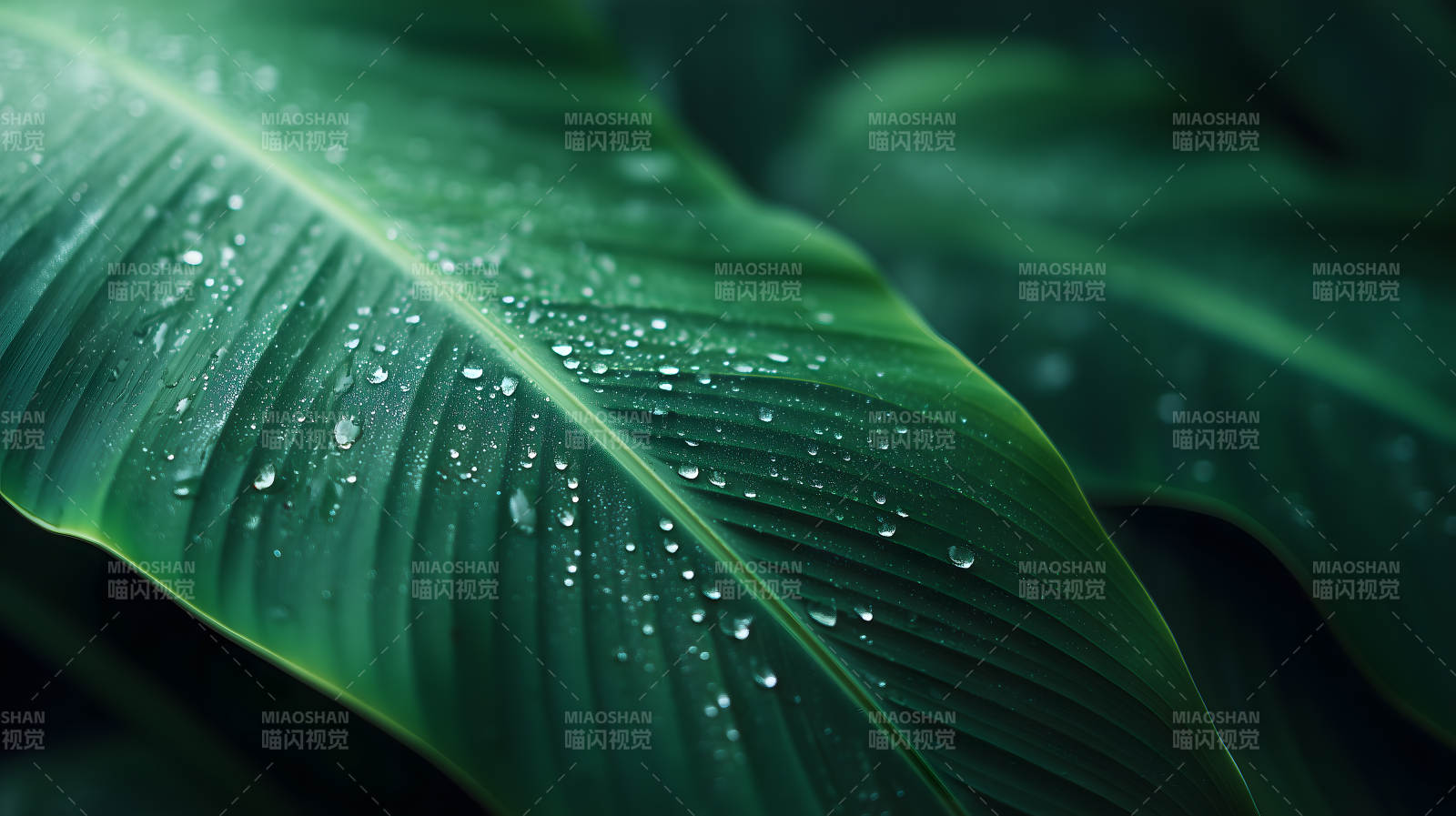 雨后翠绿的热带叶片图片