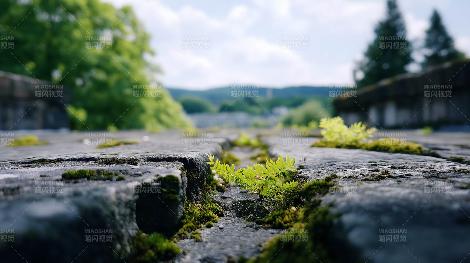 顽强生命力的小绿植图片