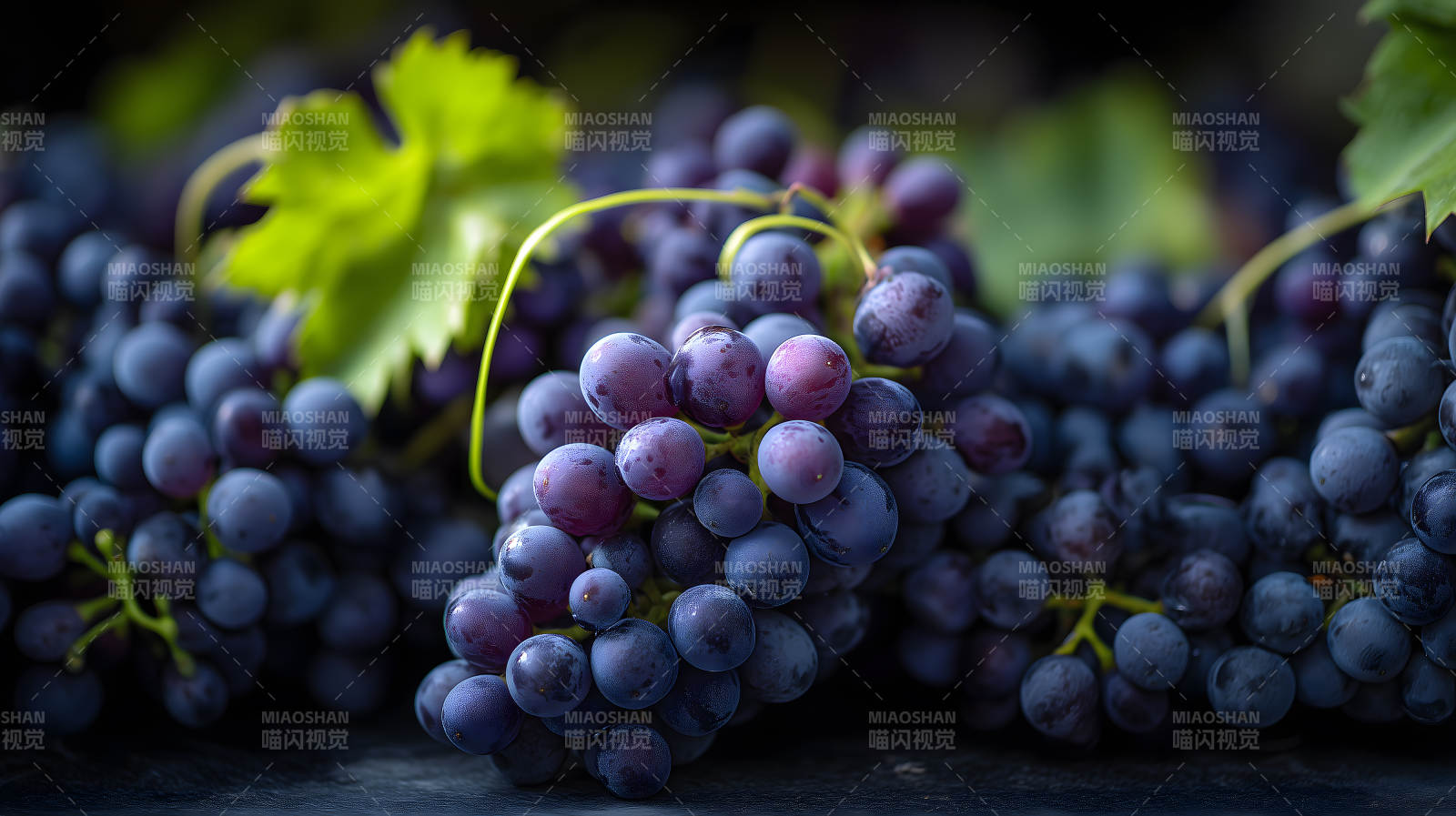 新鲜丰收的紫黑色葡萄图片