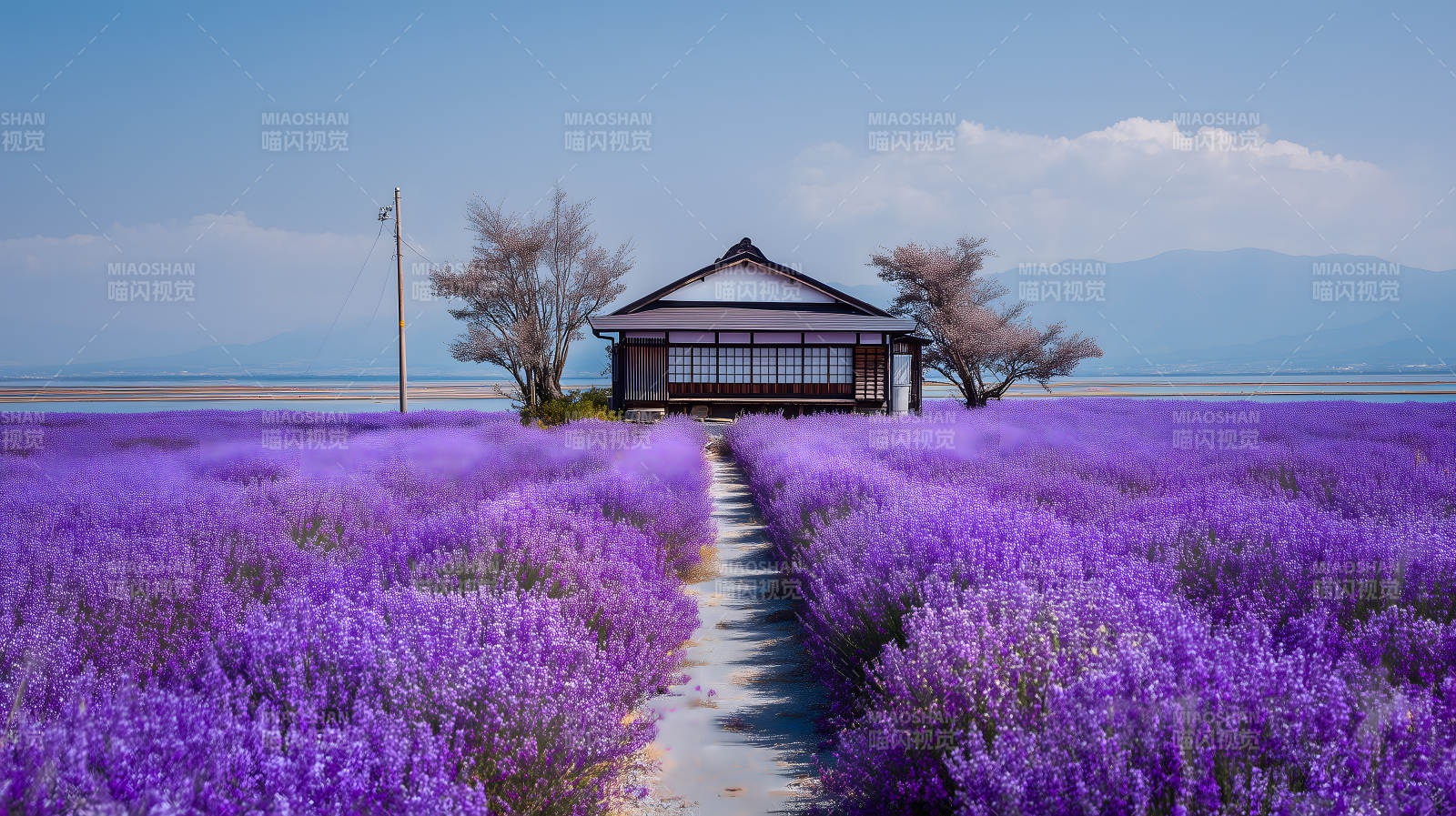 薰衣草田间的日式小屋图片