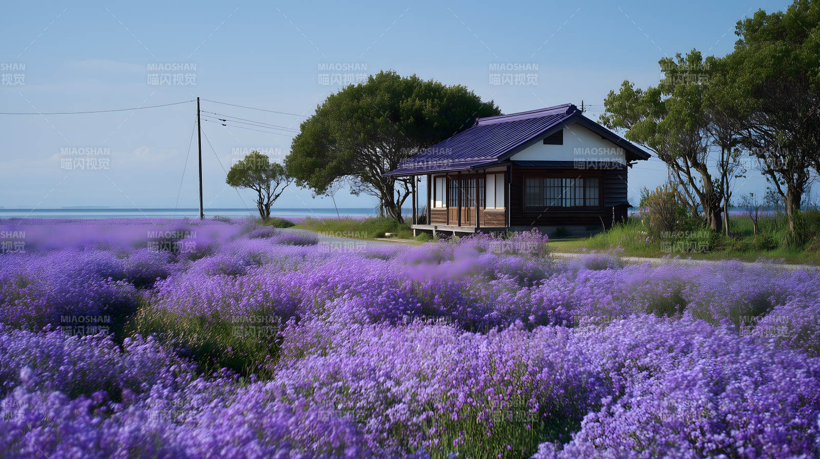 薰衣草花田旁的日式小屋图片