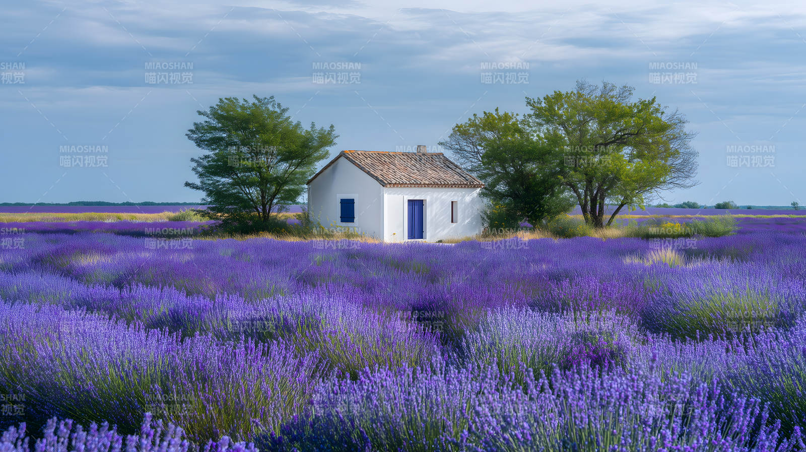 普罗旺斯薰衣草下的白屋图片