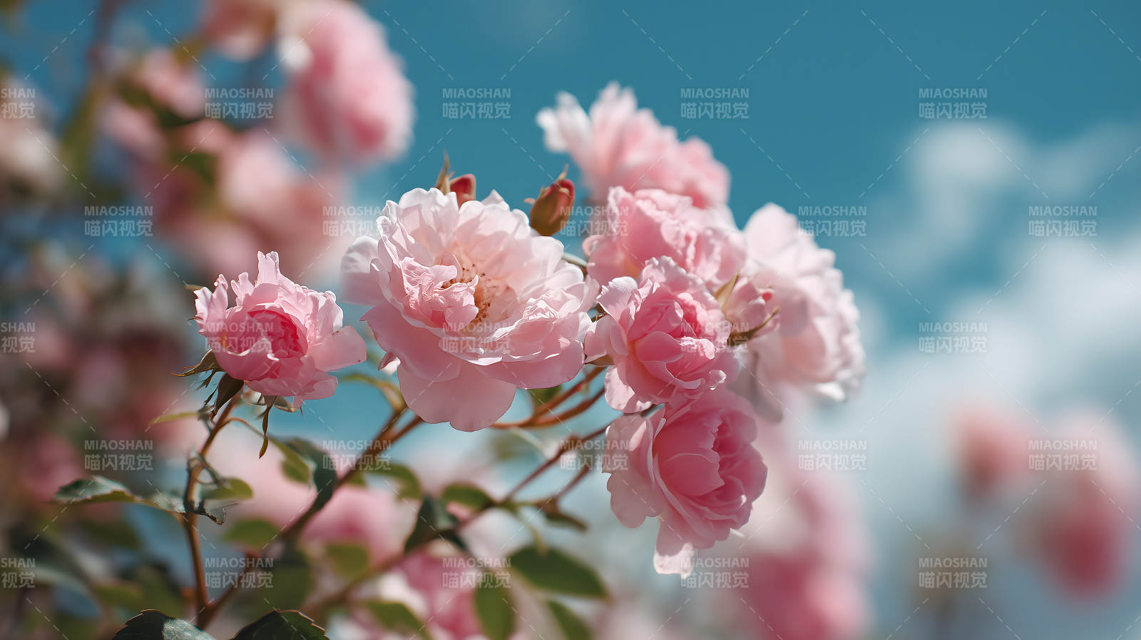 春日粉玫瑰花海盛开图片