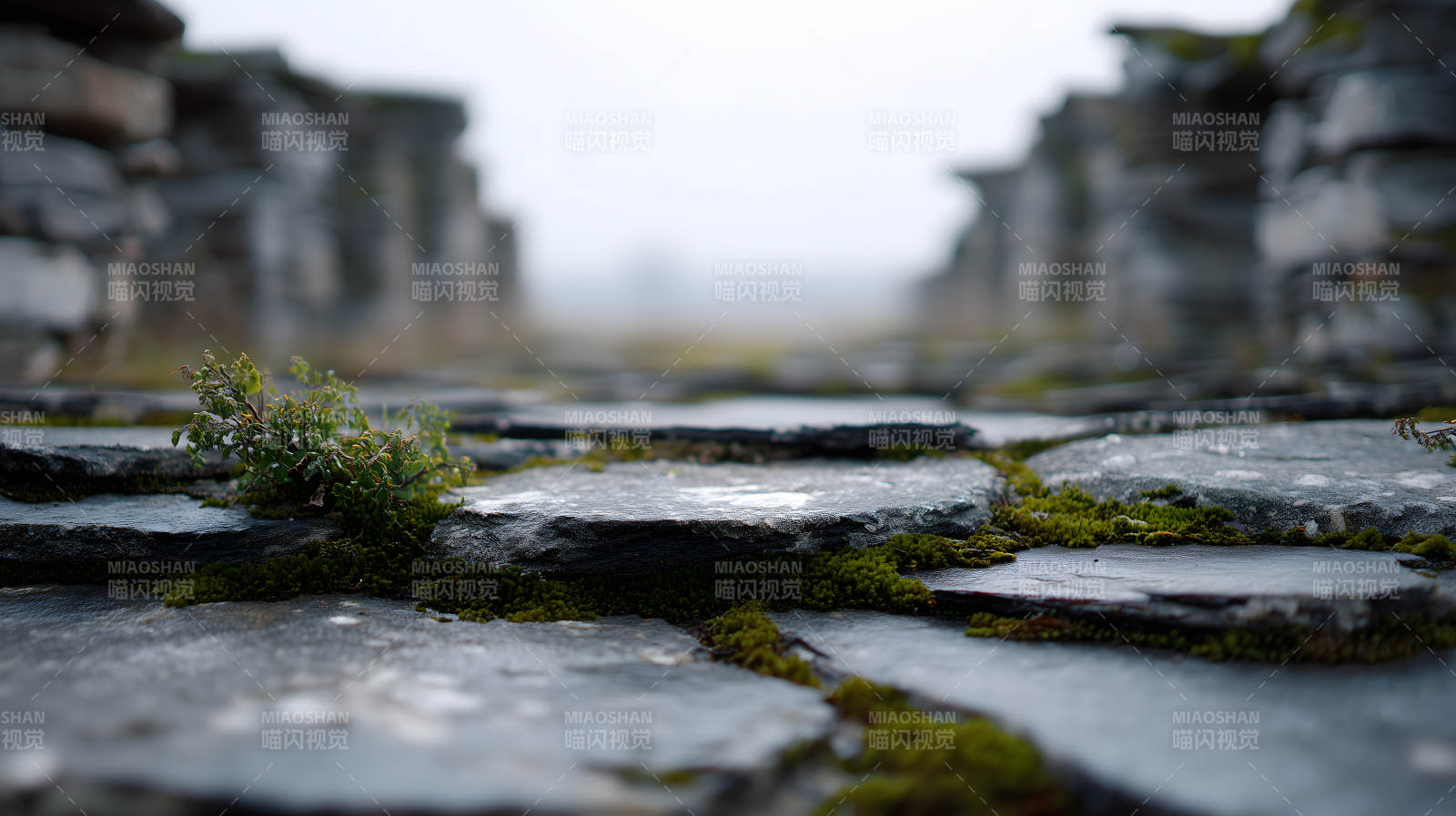 古老石板路上的生命图片