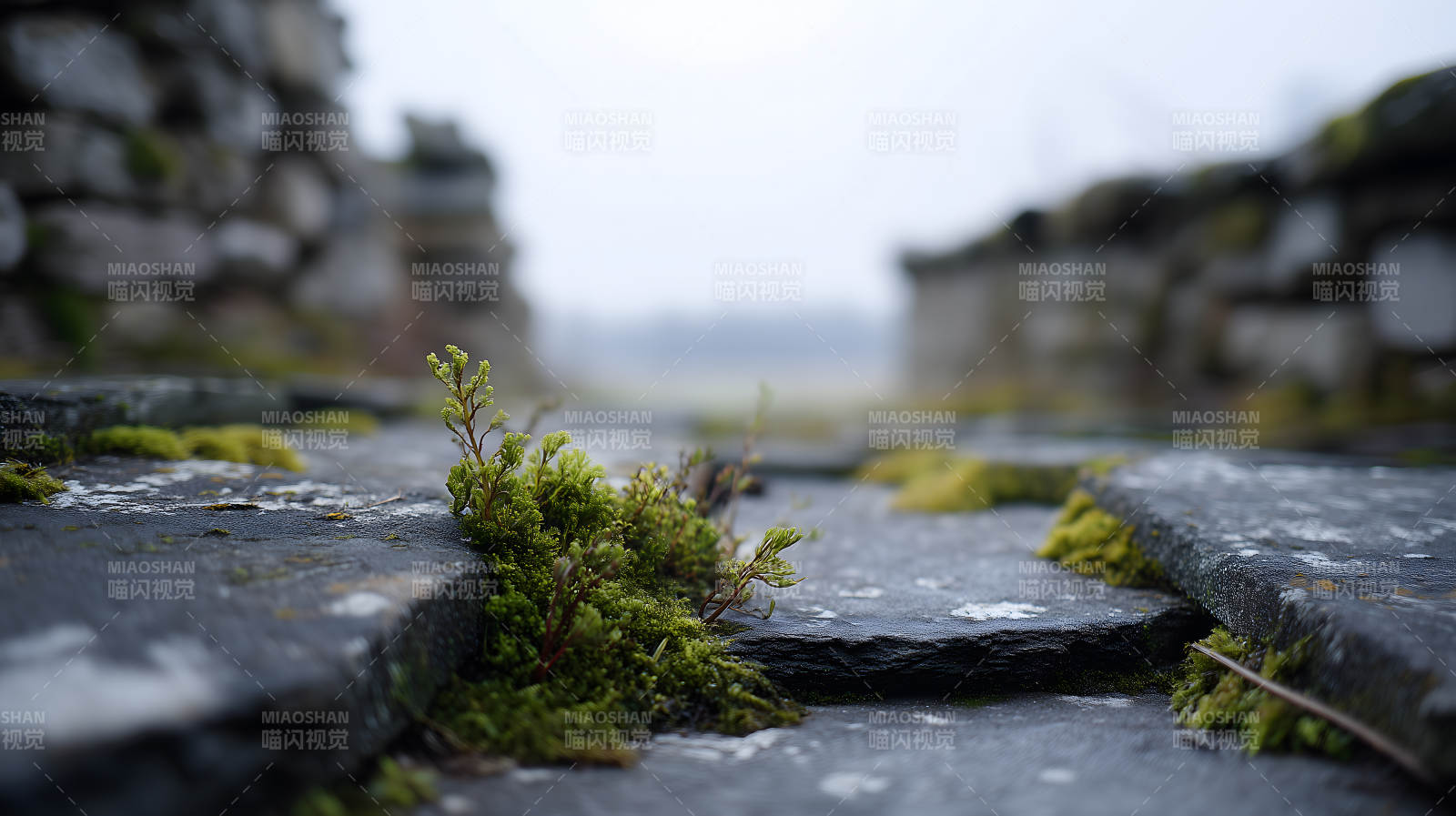 古老石墙上的顽强生命图片