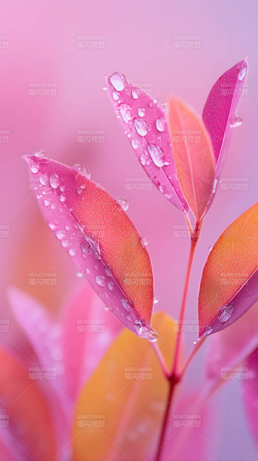 粉嫩叶片上的晶莹水珠图片