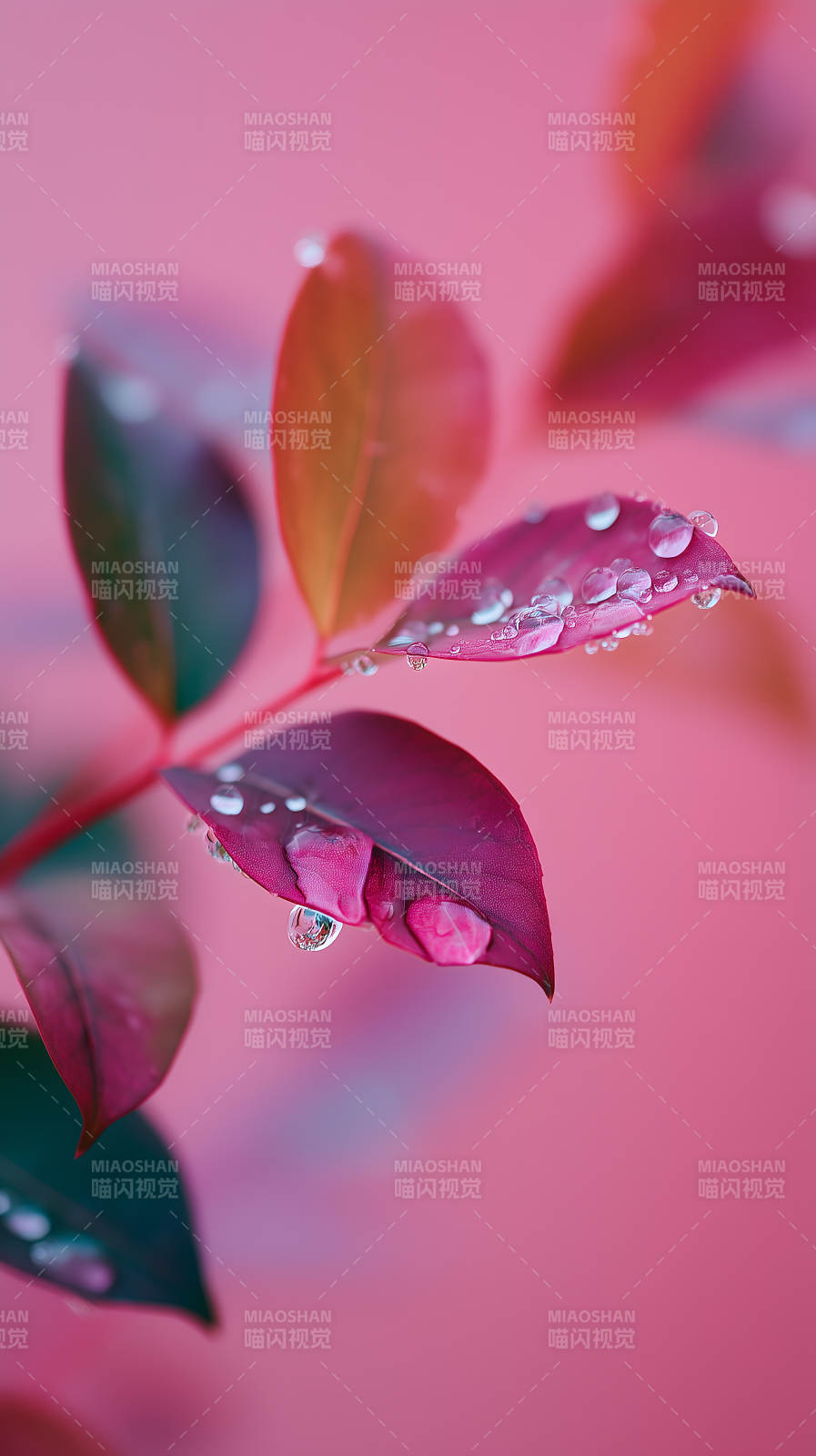 粉红叶片上的晶莹水珠图片