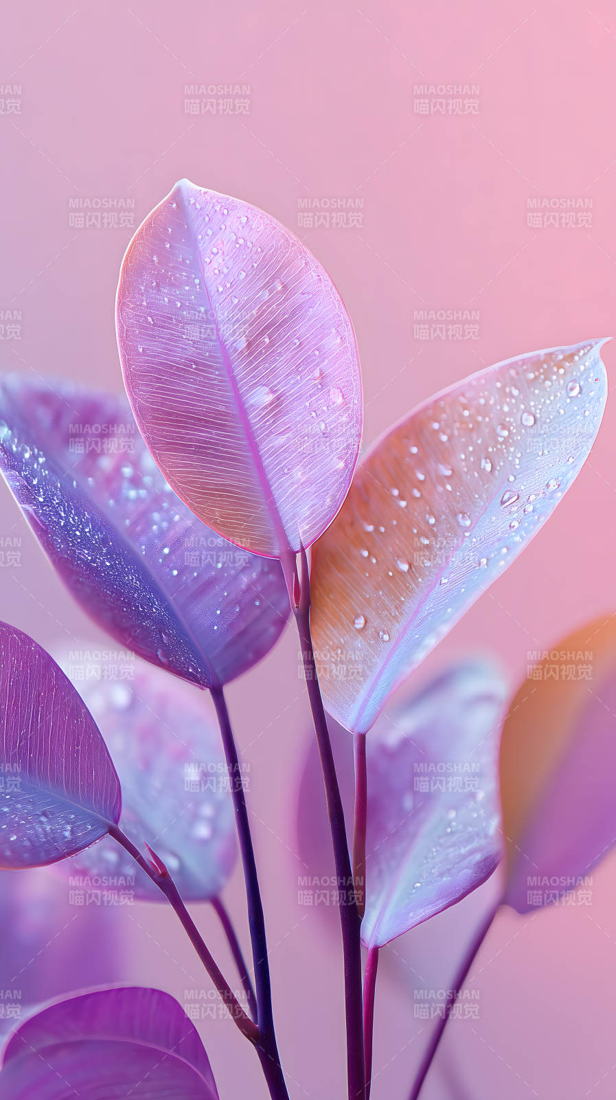 梦幻紫罗兰叶片特写图片