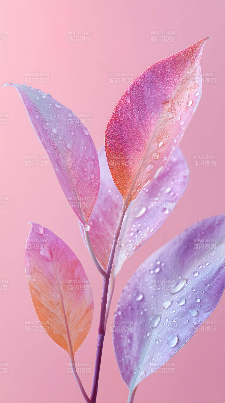 粉色植物叶片上的水珠图片