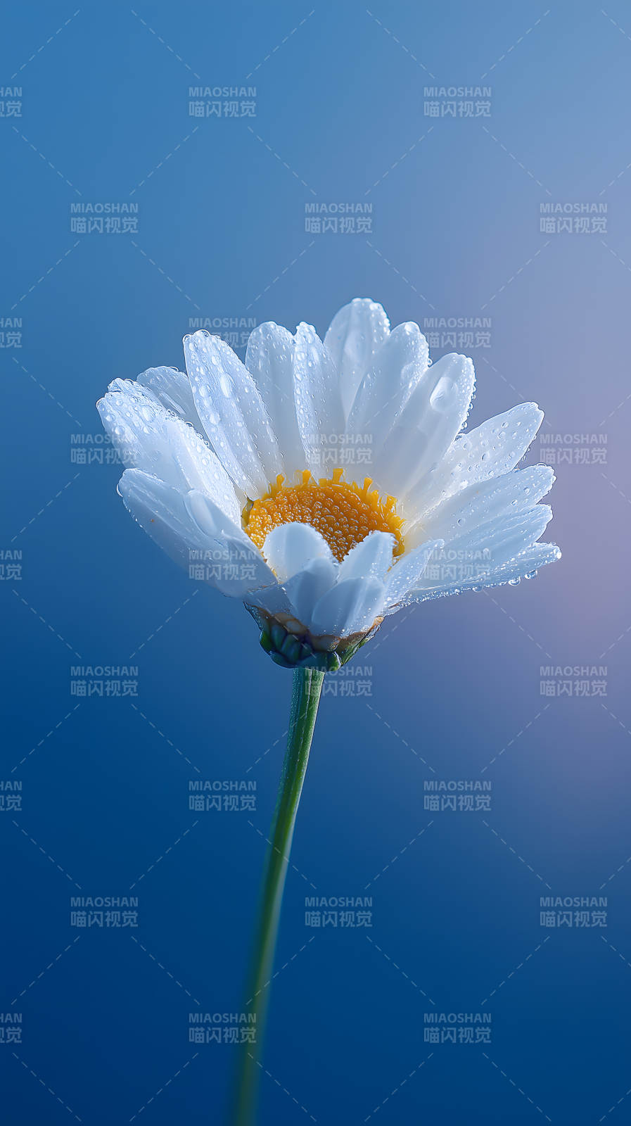 晶莹剔透的雏菊花朵图片