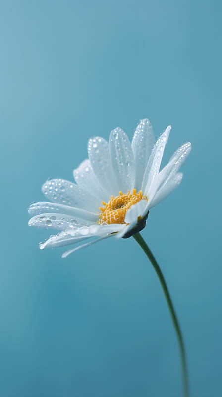 晶莹剔透的雏菊花朵图片