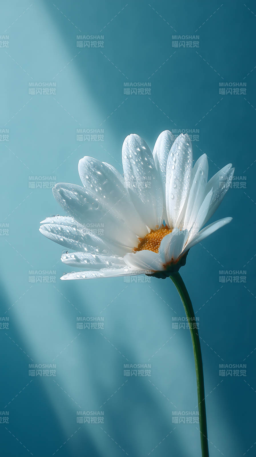 清晨露珠的雏菊图片