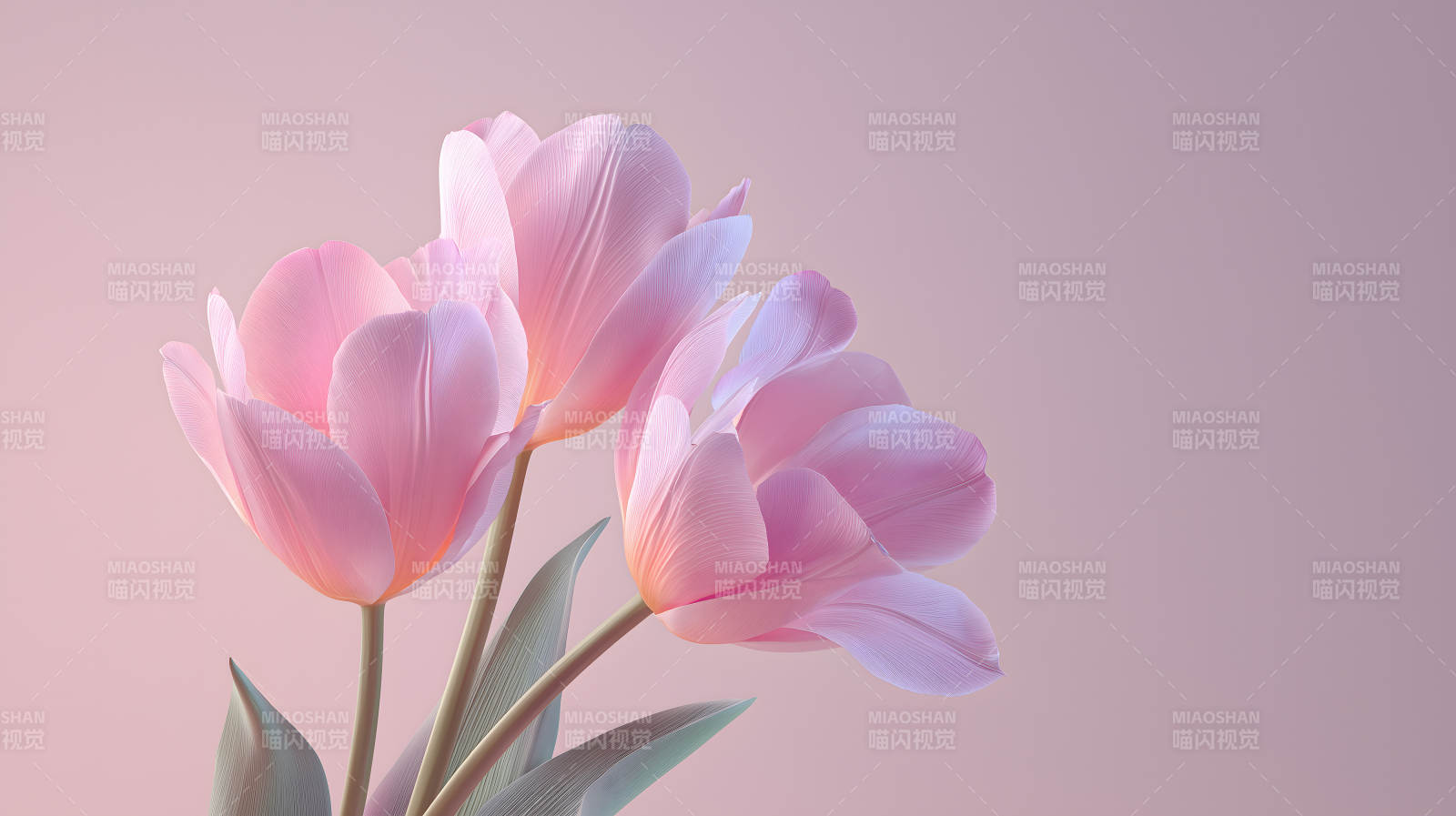 粉嫩欲滴的郁金香花朵图片