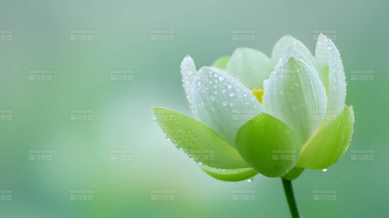 雨后青莲清新脱俗图片