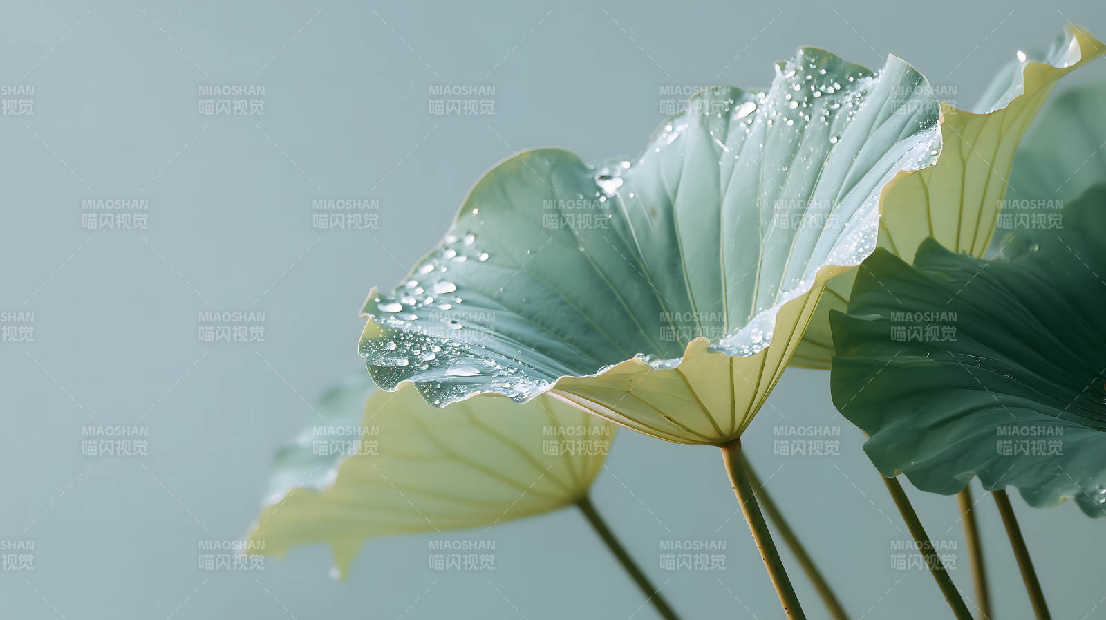 雨后荷叶的清凉世界图片