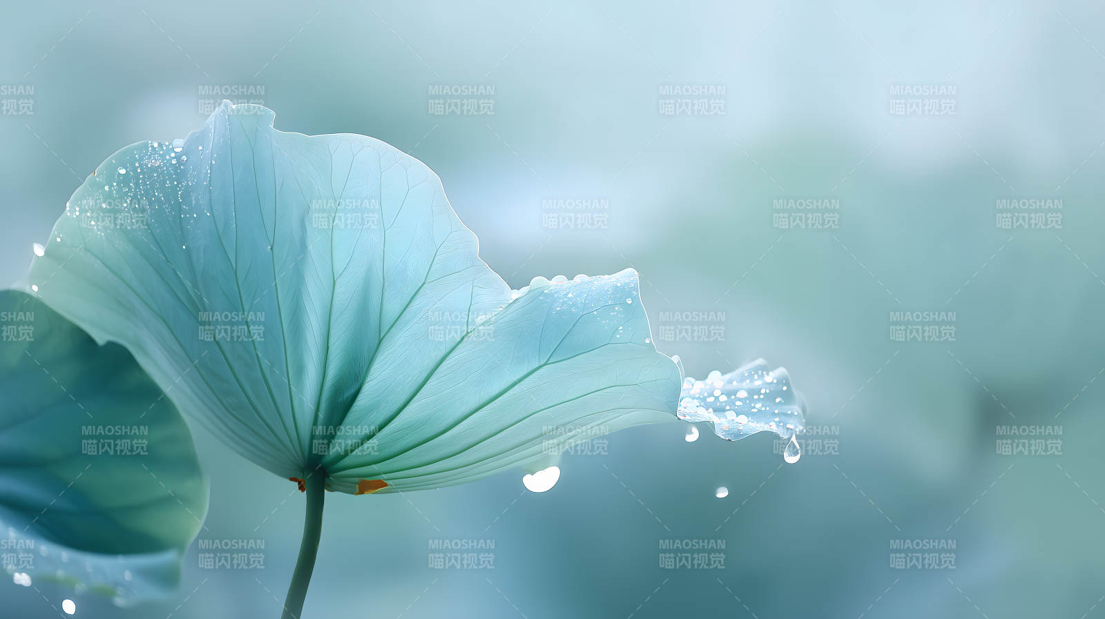 雨后青莲叶晶莹剔透美图片