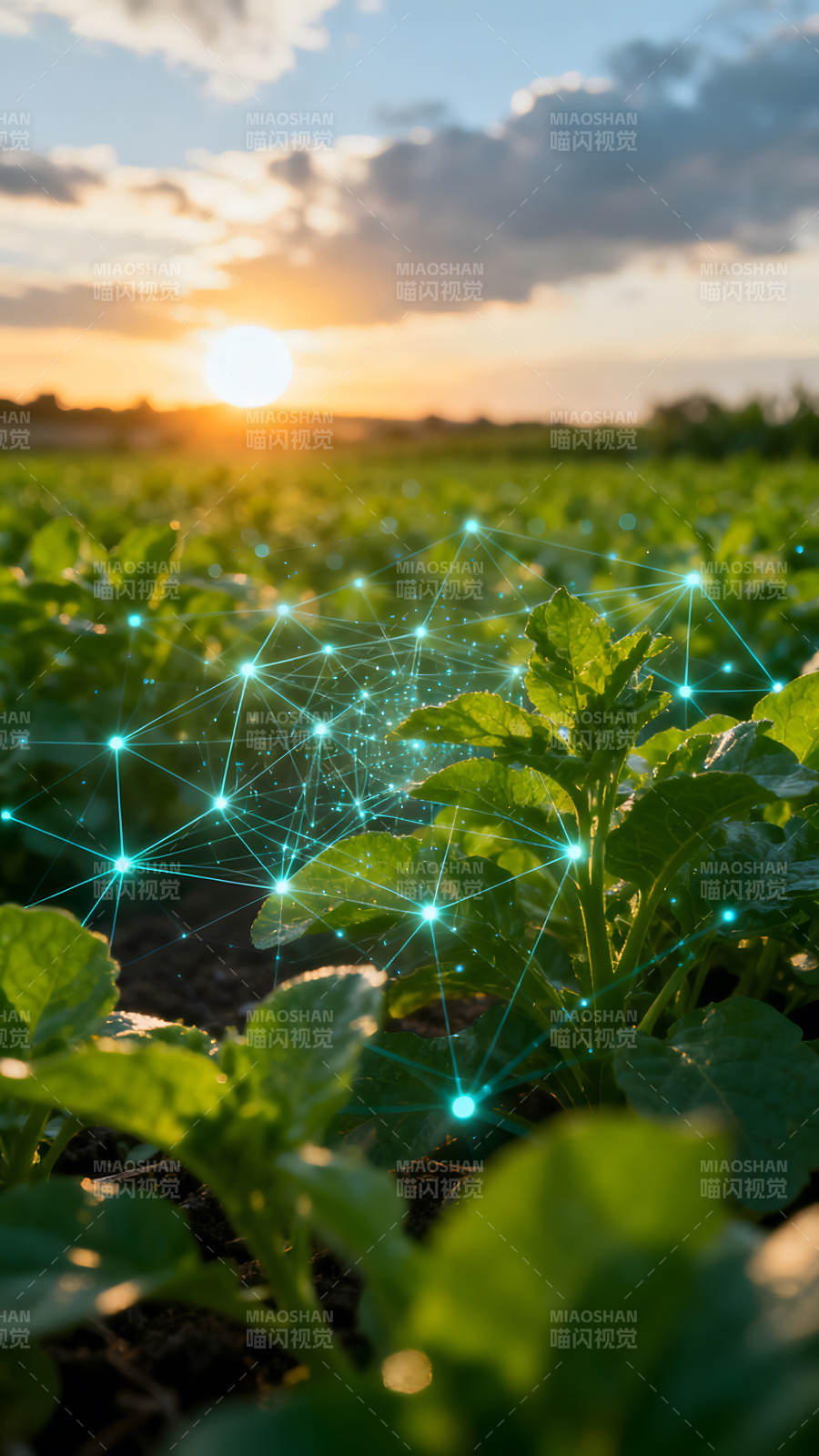 田野植物与科技连接的日出景象图片