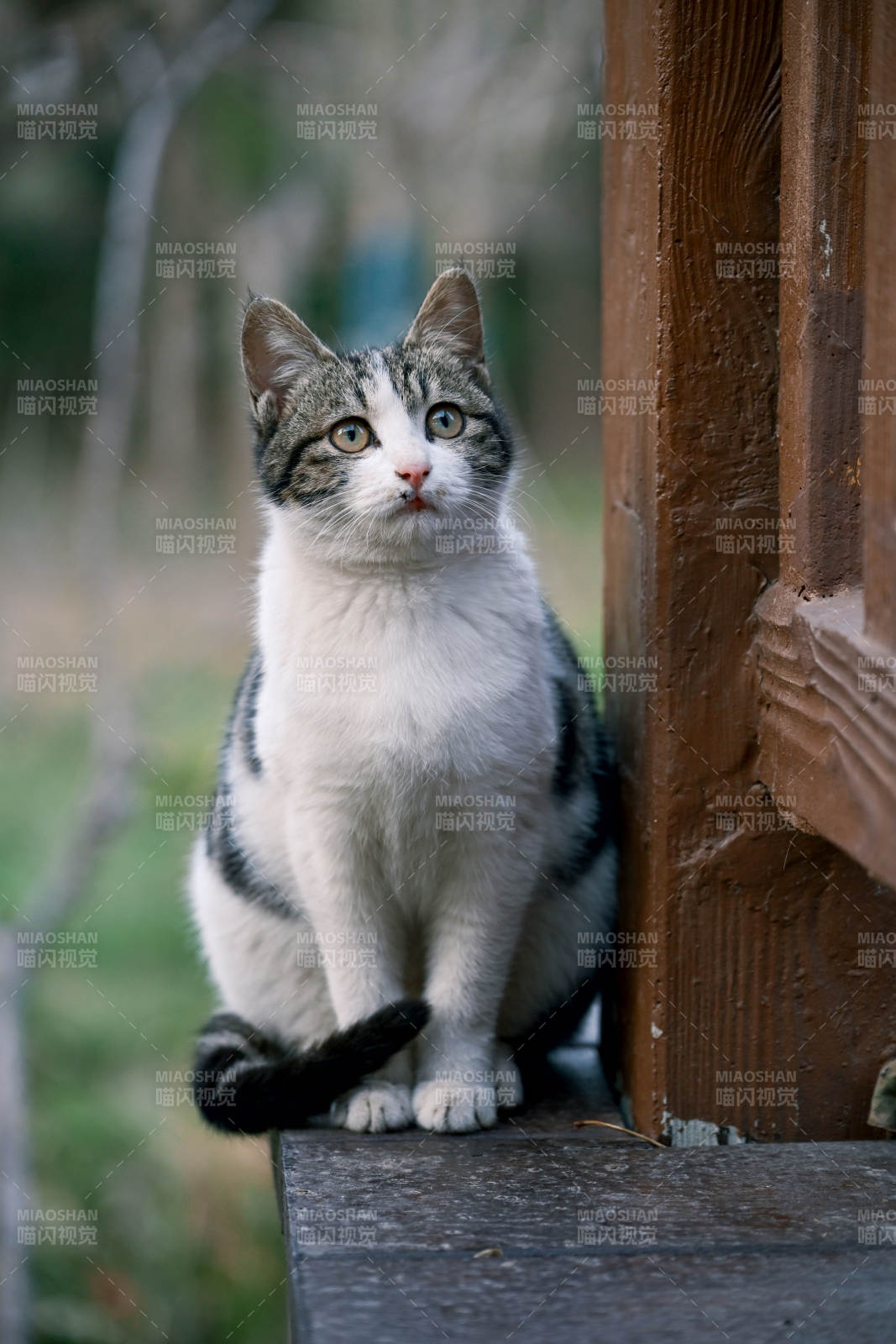 猫咪倚木静坐图片