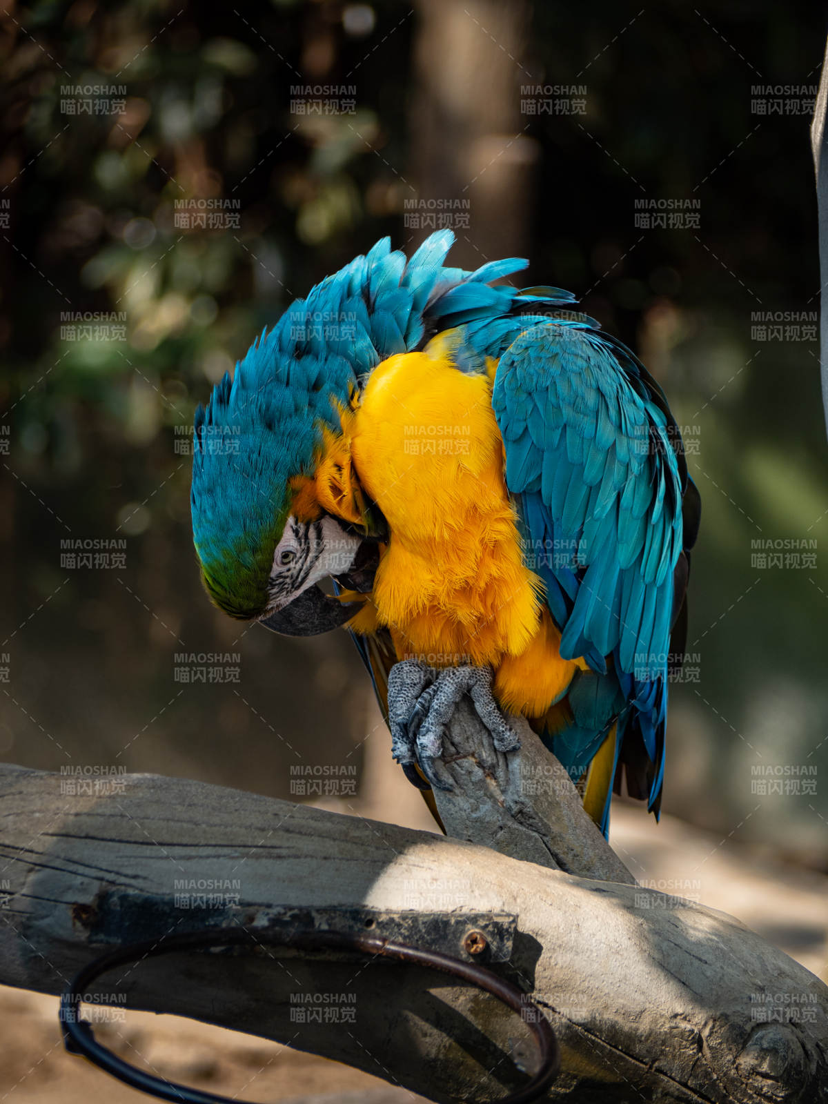 蓝黄金刚鹦鹉栖息图片