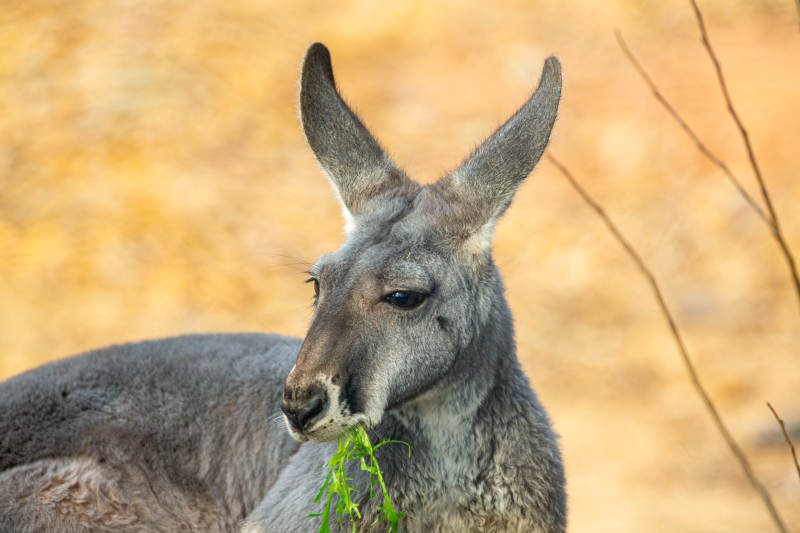 袋鼠咀嚼绿草图片
