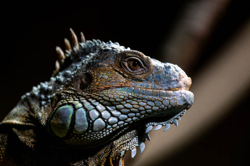 蓝鬣蜥特写图片