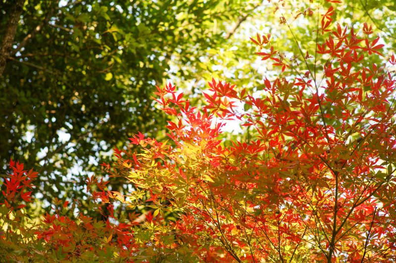 秋叶绚烂光影图片