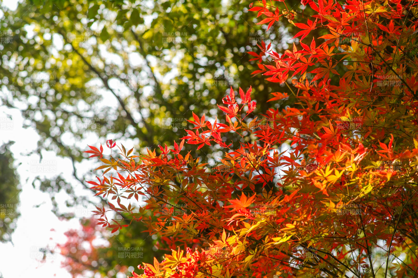 秋枫红叶映天光图片