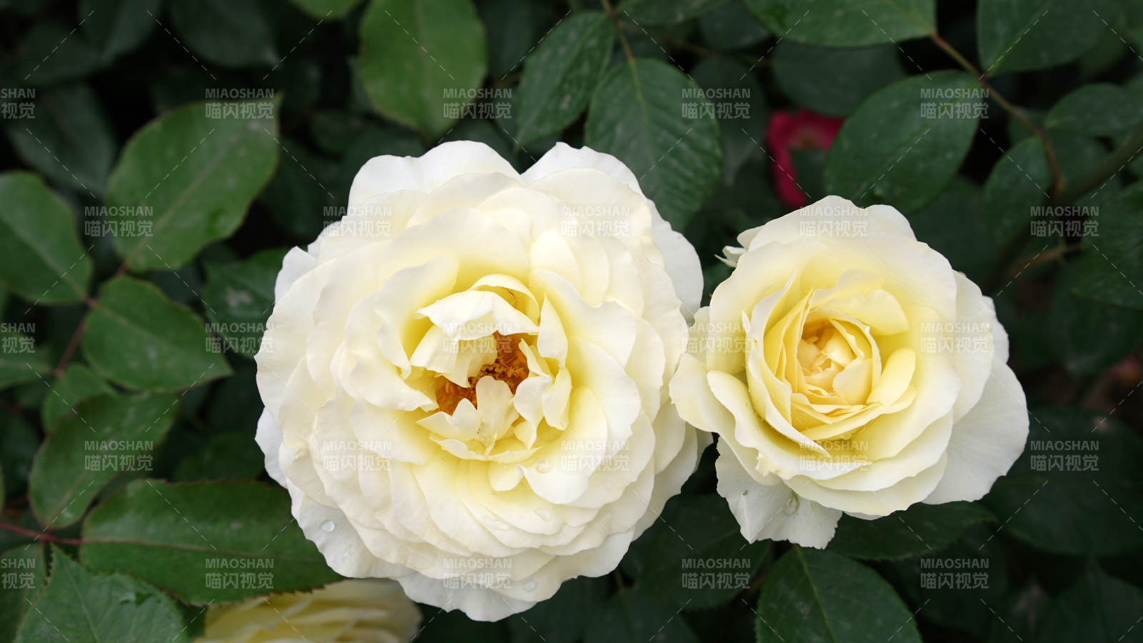 双白玫瑰绽放图片