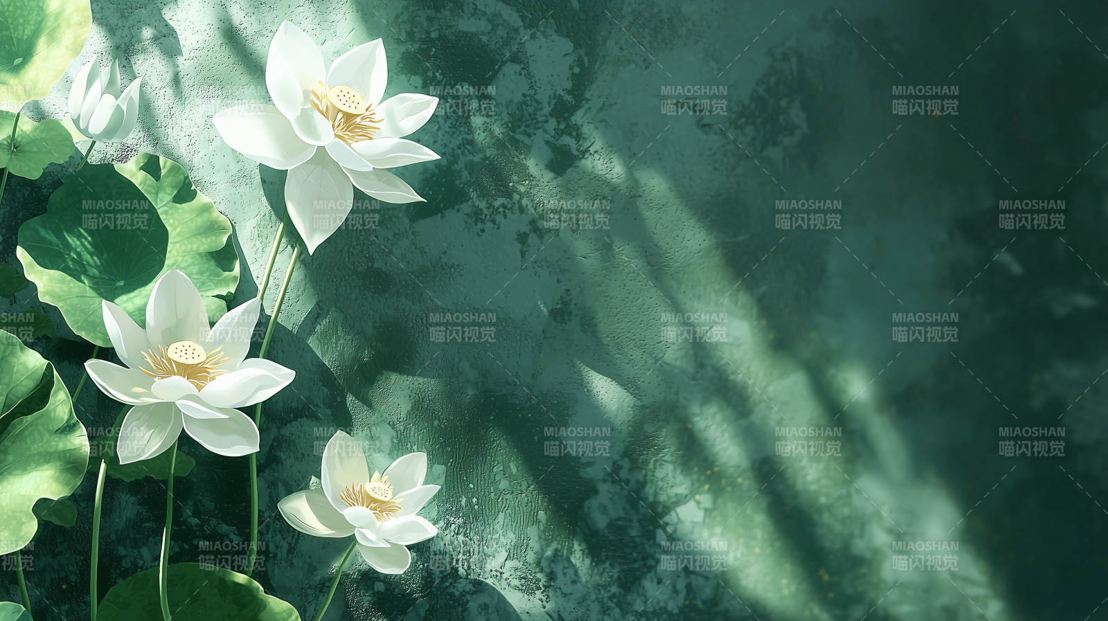 清雅白莲荷塘清韵图片