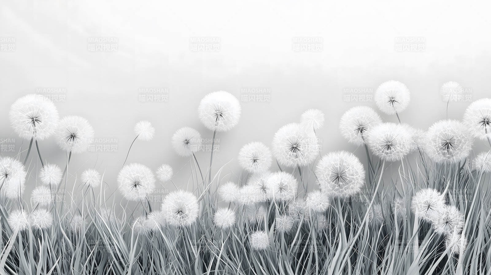 蒲公英的轻盈絮语图片