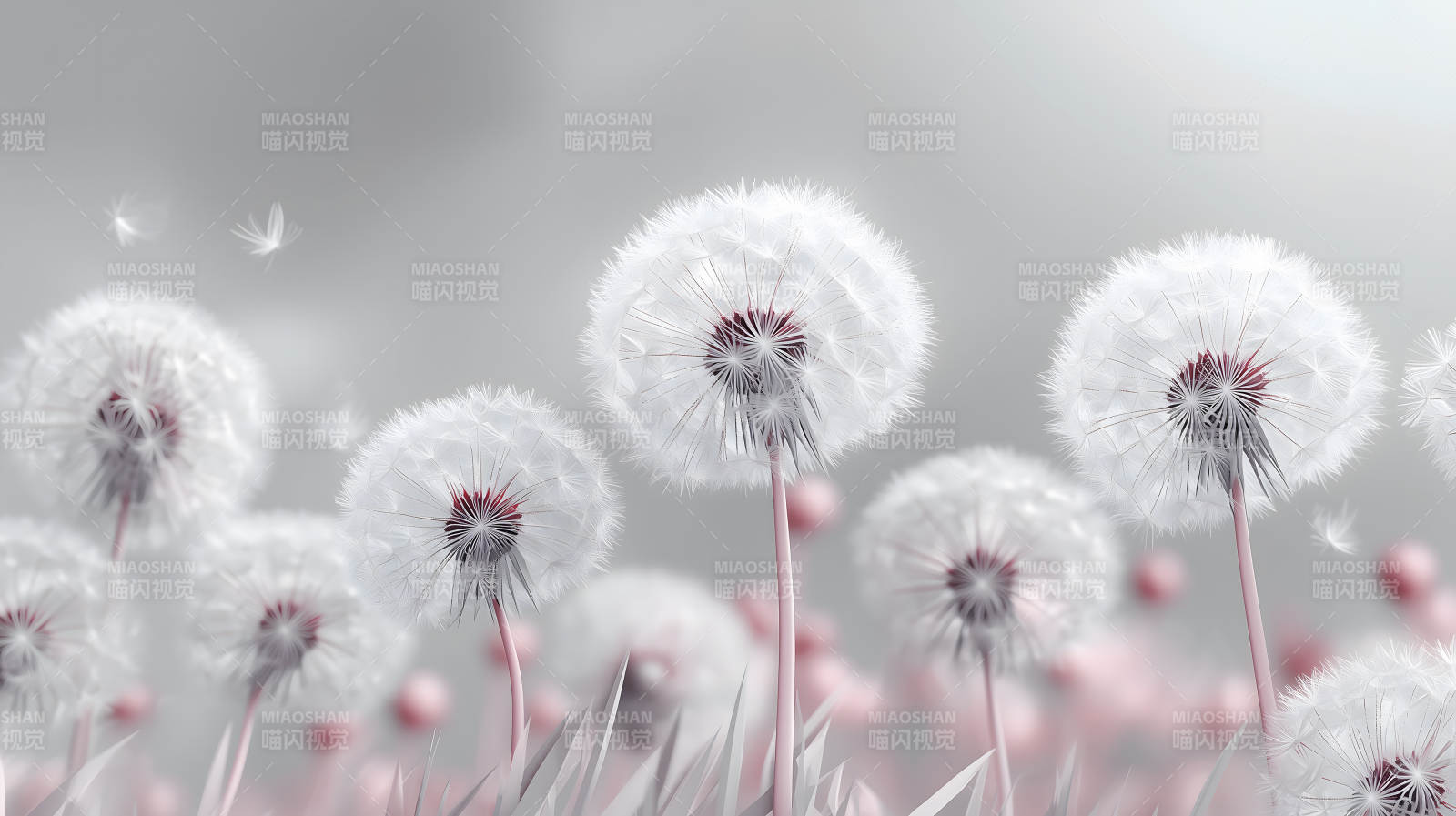 蒲公英的轻盈絮语图片