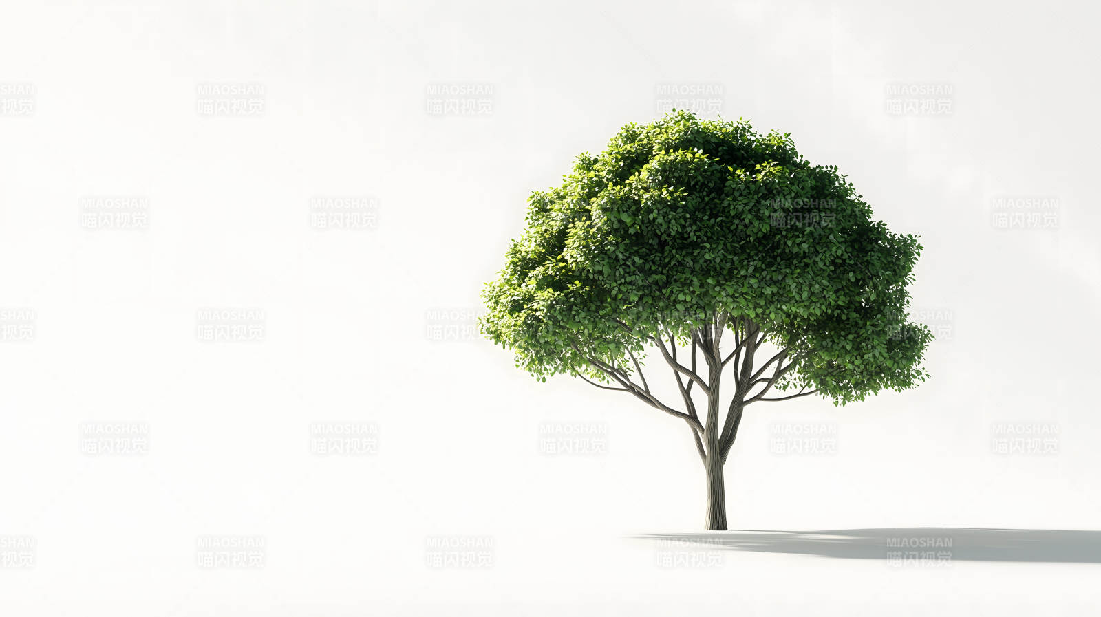 绿意盎然的球形树图片