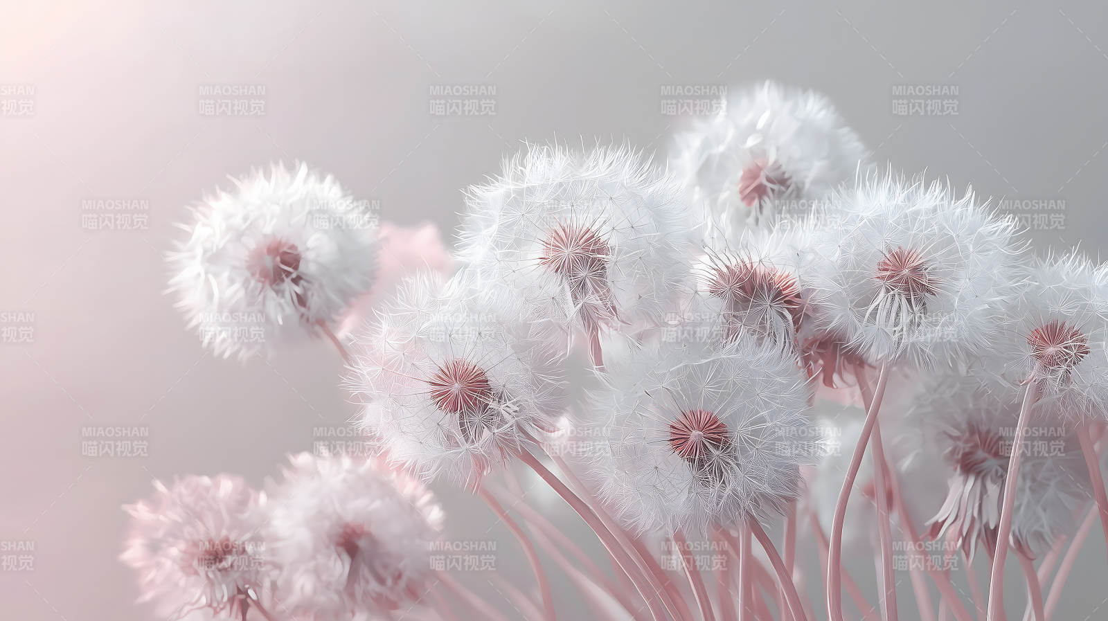 蒲公英的轻盈絮语图片