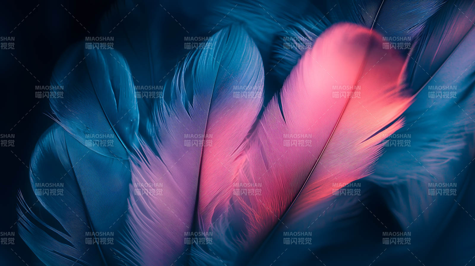 轻盈羽毛的色彩交织图片