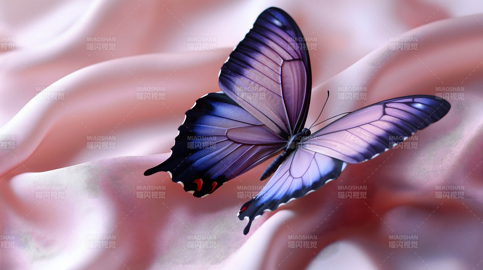 优雅蝴蝶的轻柔之舞图片