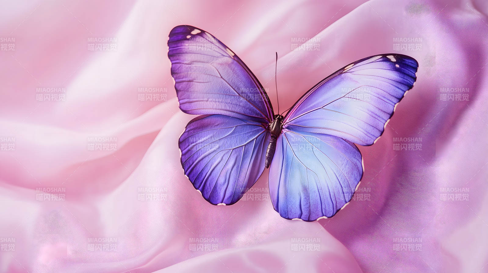 优雅蝴蝶的轻柔之舞图片