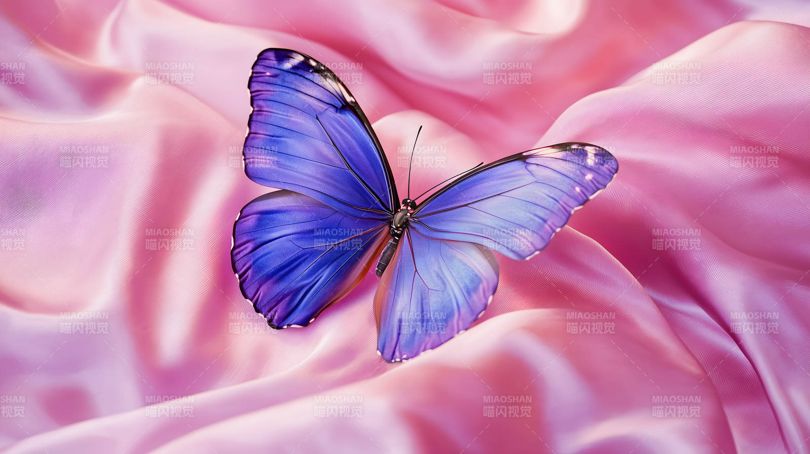 优雅蝴蝶的轻柔之舞图片