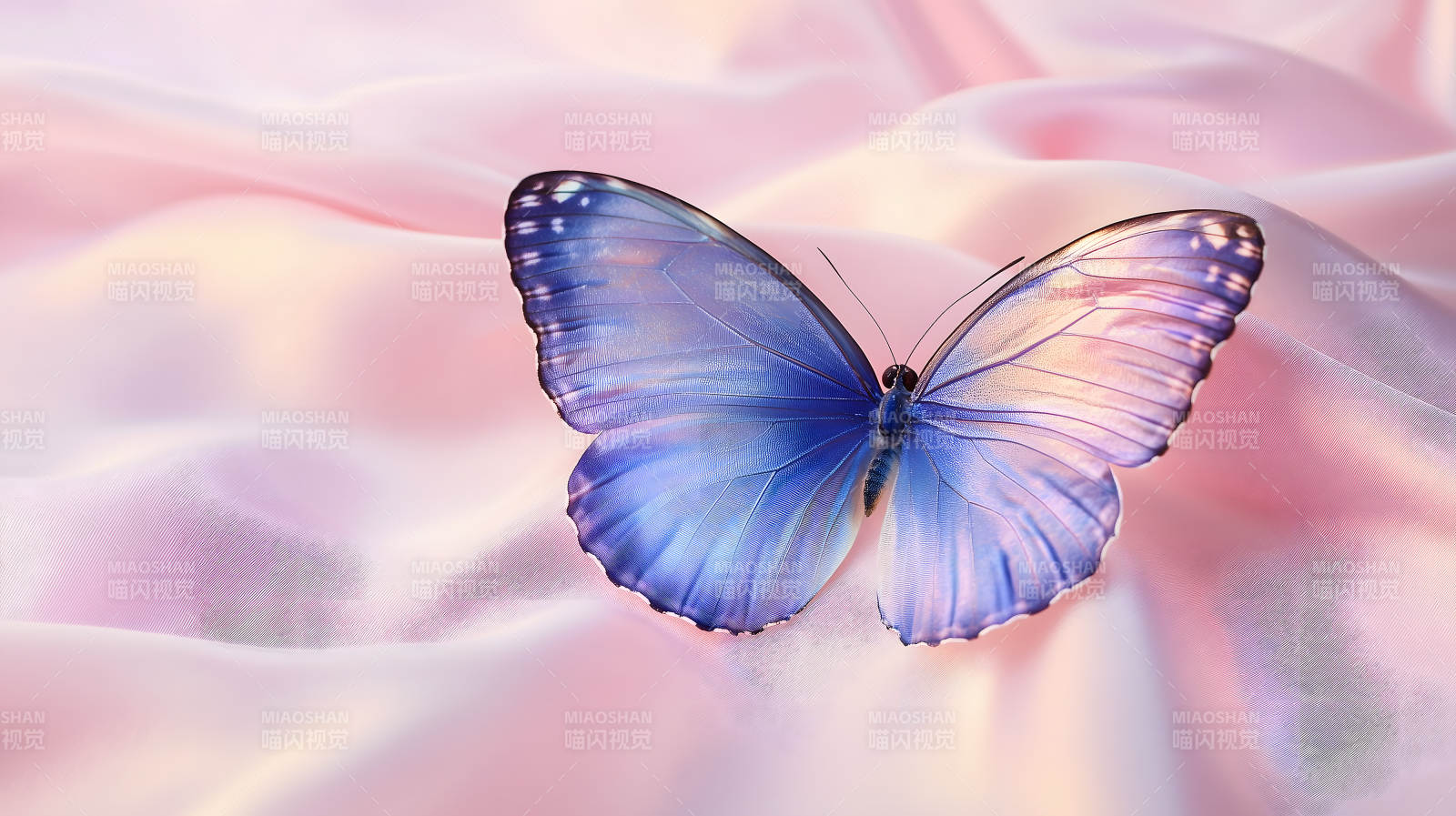 优雅蝴蝶的轻柔之舞图片