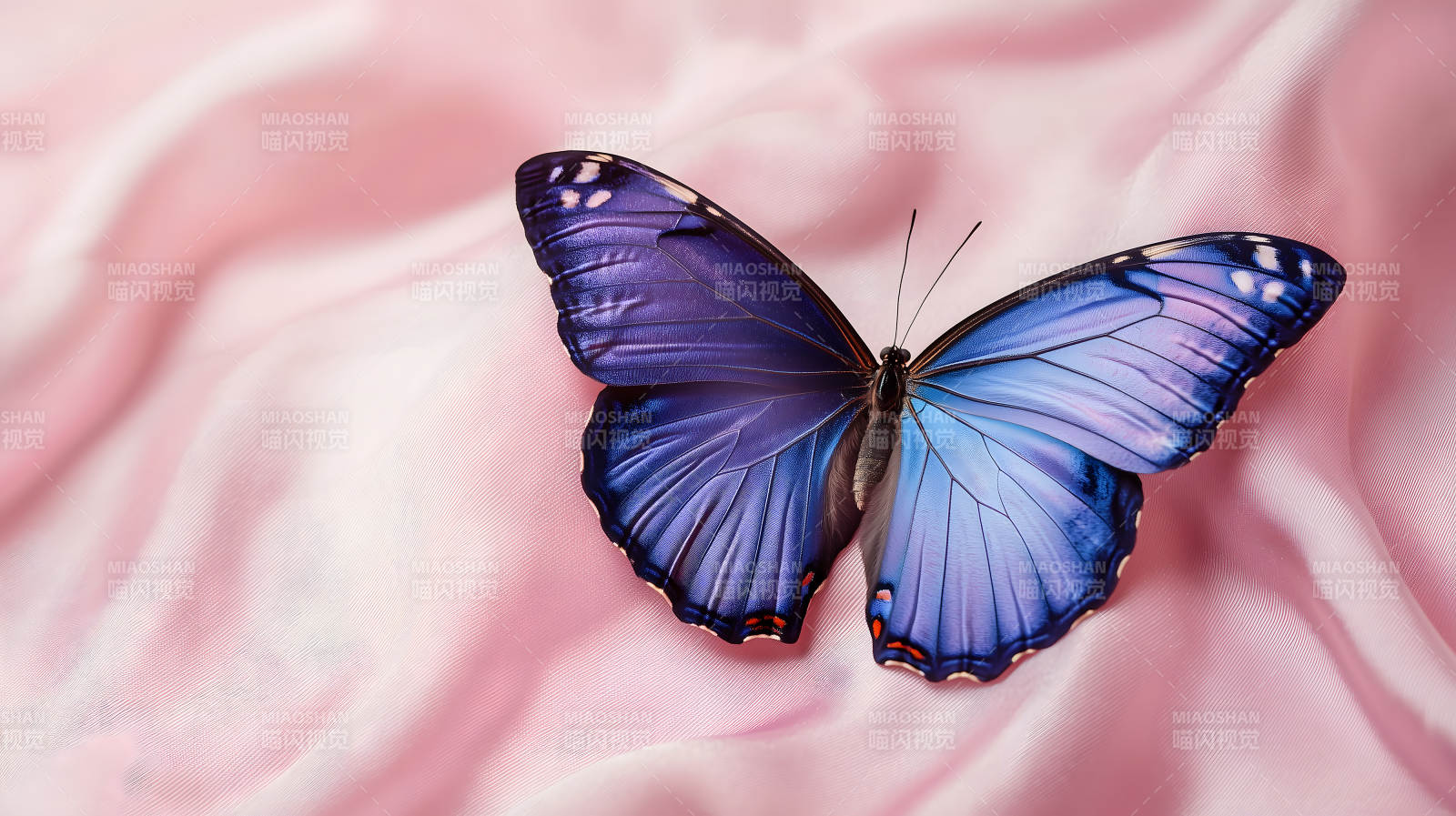 优雅蝴蝶的轻柔之舞图片