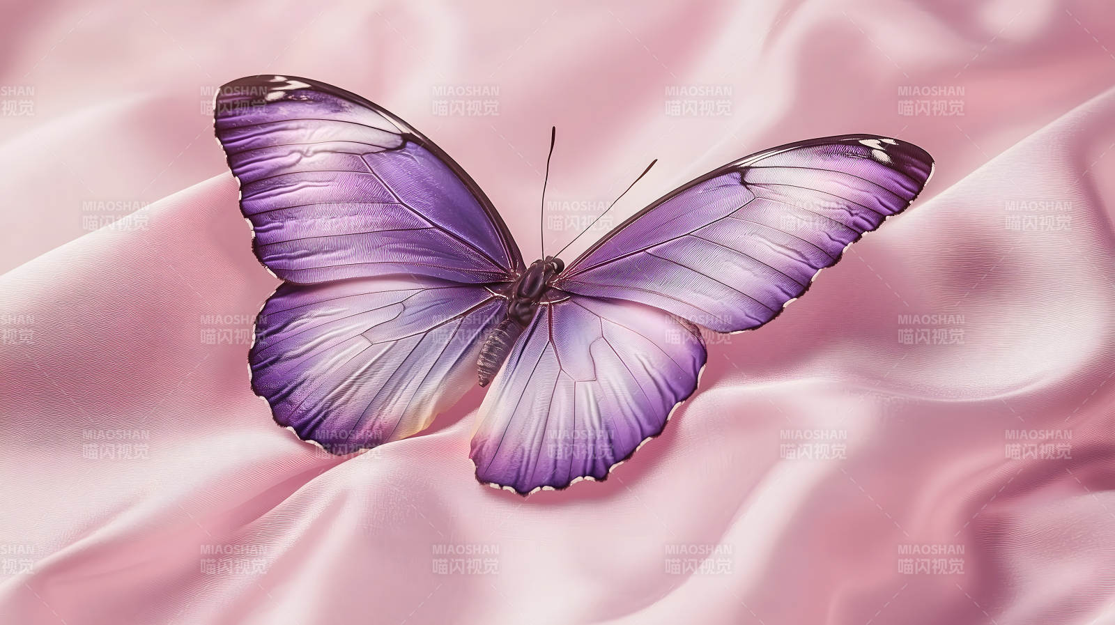 优雅蝴蝶的轻柔之舞图片