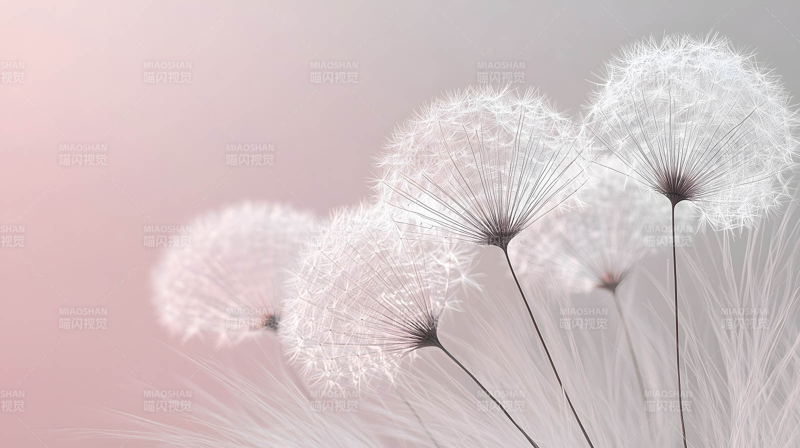 蒲公英的轻盈絮语图片