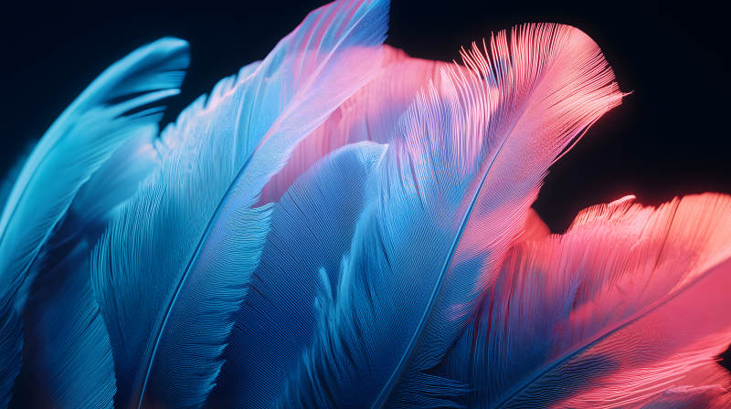 轻盈羽毛的色彩交织图片