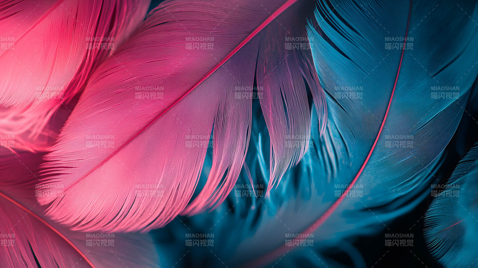 轻盈羽毛的色彩交织图片