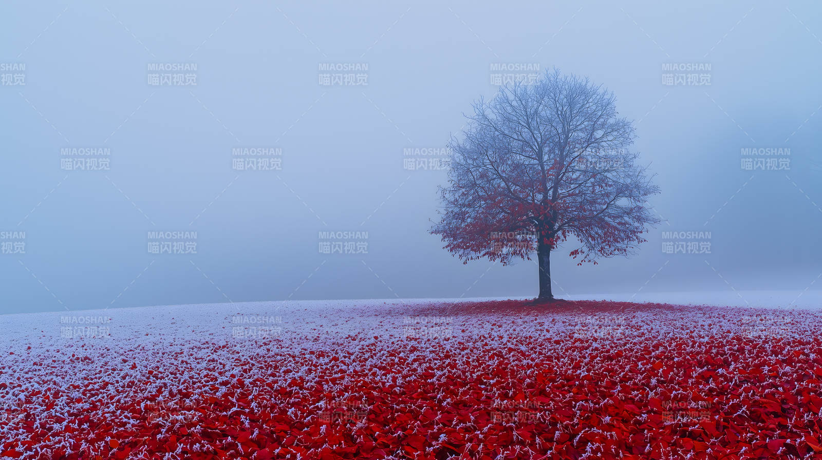 雪地红叶的诗意画卷图片