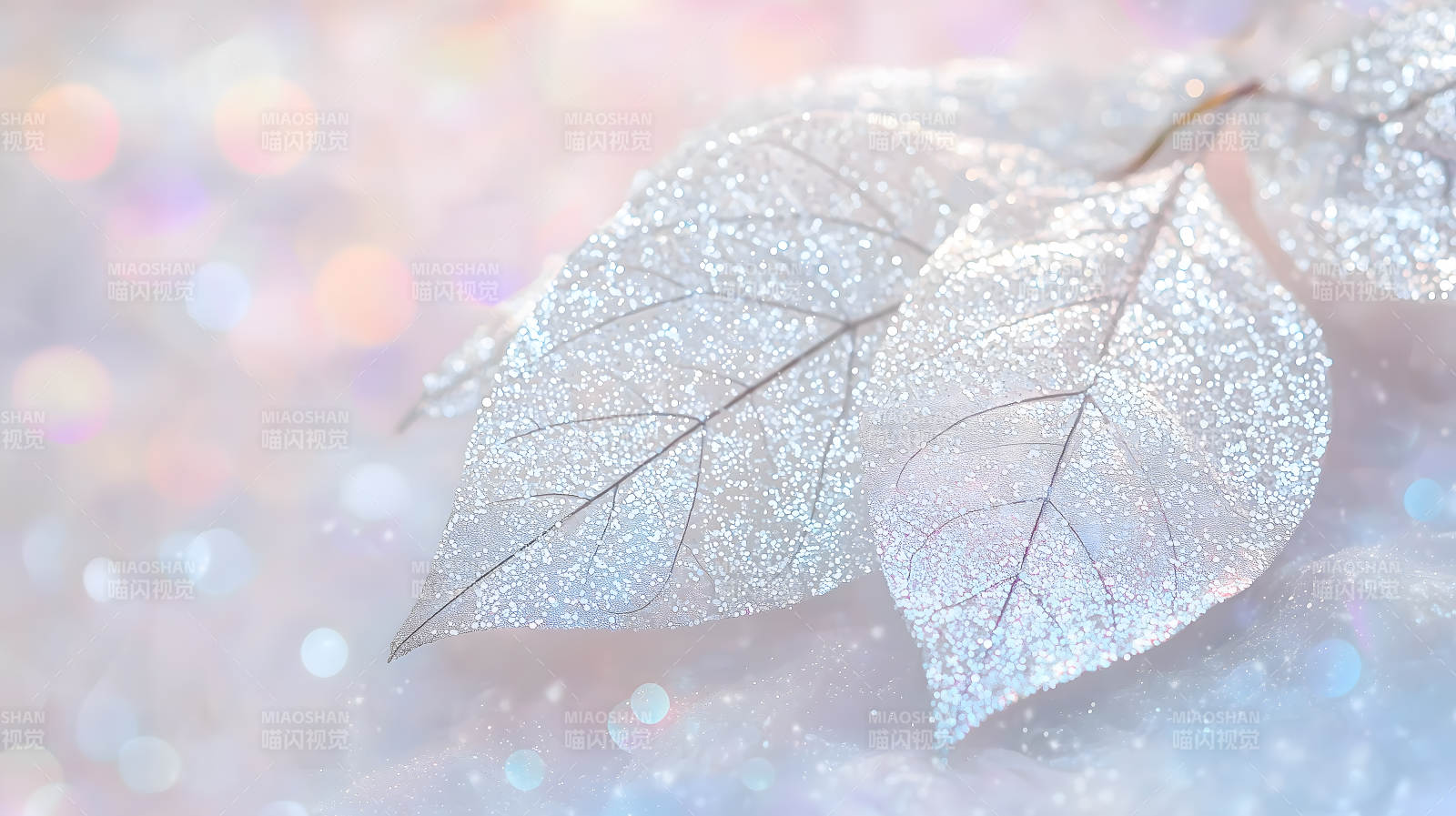 冰霜叶片上的光影诗意图片